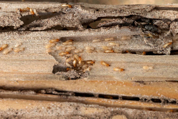  Hillsboro, KS Pest Control Pros